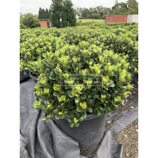 Rhaphiolepis Oriental Pearl Xxxlarge 500Mm Pot - 75L Plants