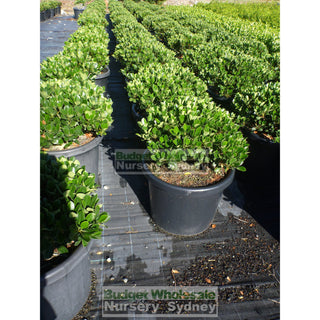 Rhaphiolepis Oriental Pearl Xxxlarge 500Mm Pot - 75L Plants