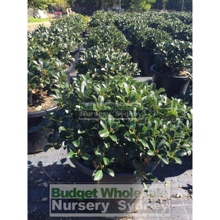 Rhaphiolepis Oriental Pearl Xxxlarge 500Mm Pot - 75L Plants