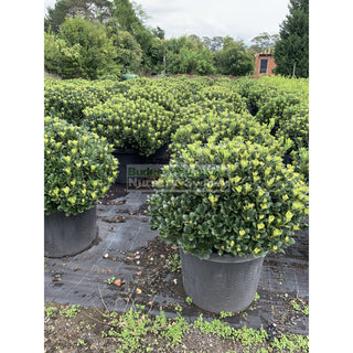 Rhaphiolepis Oriental Pearl Xxxlarge 500Mm Pot - 75L Plants