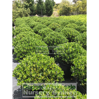 Rhaphiolepis Oriental Pearl Xxxlarge 500Mm Pot - 75L Plants