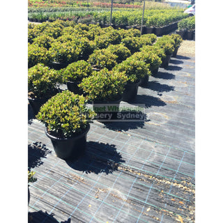 Rhaphiolepis Oriental Pearl Xxxlarge 500Mm Pot - 75L Plants