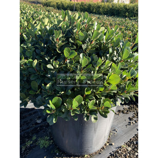 Rhaphiolepis Oriental Pearl Xxxlarge 500Mm Pot - 75L Plants