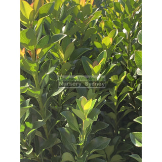 Rhaphiolepis Snow Maiden 200Mm Pot Plants