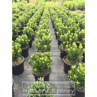 Rhaphiolepis Snow Maiden 200Mm Pot Plants