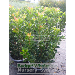 Rhaphiolepis Snow Maiden 200Mm Pot Plants