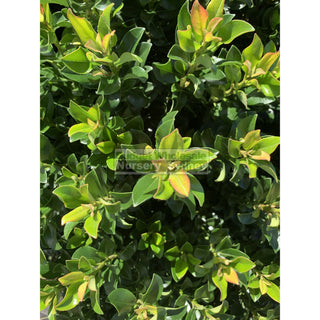 Rhaphiolepis Snow Maiden 200Mm Pot Plants