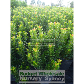 Rhaphiolepis Snow Maiden Large 300Mm Pot Plants