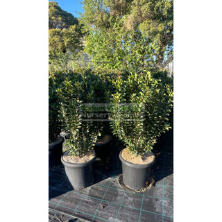 Rhaphiolepis Snow Maiden Large 300Mm Pot Plants