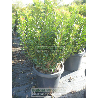 Rhaphiolepis Snow Maiden Large 300Mm Pot Plants