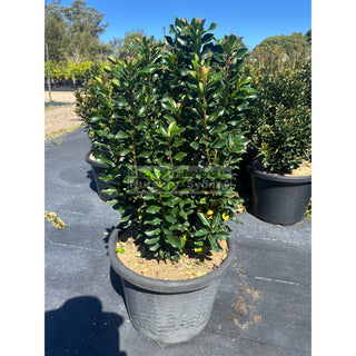 Rhaphiolepis Snow Maiden XLarge 400mm Pot Plants