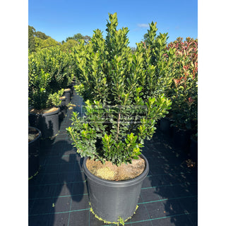 Rhaphiolepis Snow Maiden Xxlarge 500Mm Pot Plants