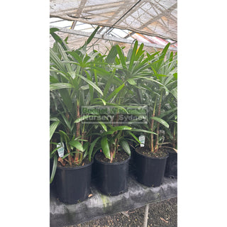 Rhapis Palm 200Mm Pot Excelsa Default Type