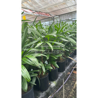 Rhapis Palm 200Mm Pot Excelsa Default Type