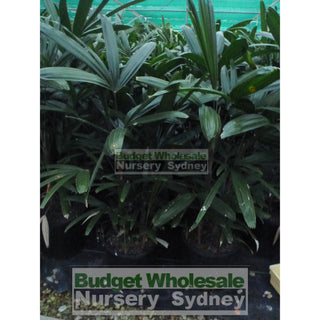 Rhapis Palm 200Mm Pot Excelsa Default Type