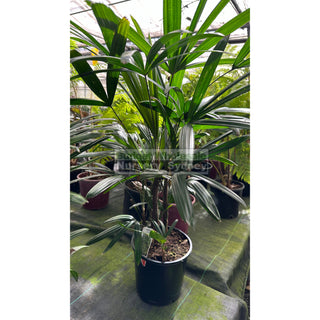 Rhapis Palm Large 300Mm Pot Excelsa Default Type