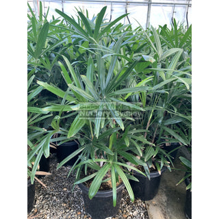 Rhapis Palm Xlarge 400Mm Pot Excelsa Default Type