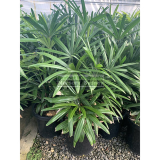 Rhapis Palm Xlarge 400Mm Pot Excelsa Default Type