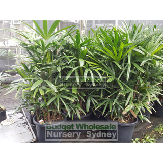 Rhapis Palm Xlarge 400Mm Pot Excelsa Default Type