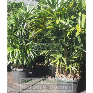 Rhapis Palm Xlarge 400Mm Pot Excelsa Default Type