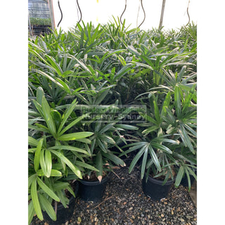Rhapis Palm Xlarge 400Mm Pot Excelsa Default Type