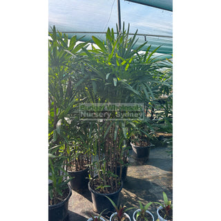 Rhapis Palm Tall (1.5M) 400Mm Pot Excelsa Default Type
