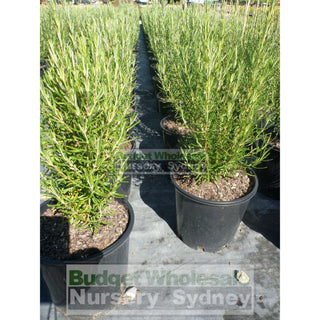 Rosemary Officinalis 200Mm Pot Plants