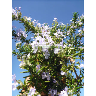 Rosemary Prostrate Ground Cover 140Mm Pot Plants
