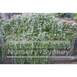 Rosemary Prostrate Ground Cover 140Mm Pot Plants