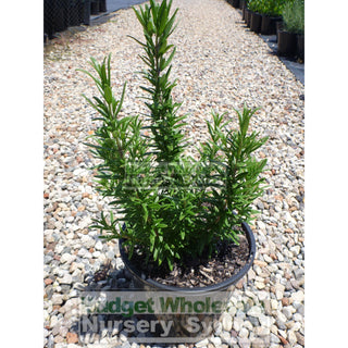 Rosemary Tuscan Blue 200Mm Pot Plants