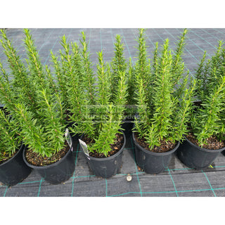 Rosemary Tuscan Blue 200Mm Pot Plants