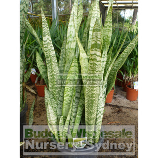 Sansevieria Trifasciata Mother In Laws Tongue Large 300Mm Default Type