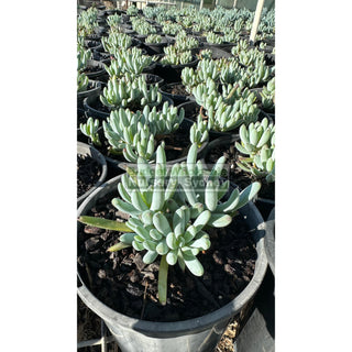 Senecio Serpens 140Mm Pot Dwarf Chalk Sticks Default Type