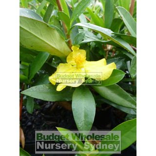 Snake Vine Hibbertia Scandens 140Mm Pot Plants