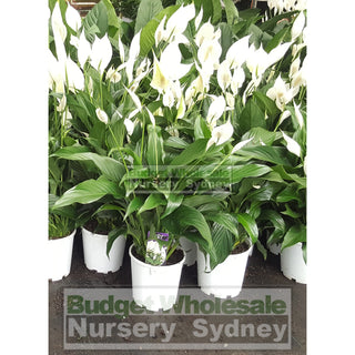 Spathiphyllum (Peace Lily) 175Mm Pot Default Type