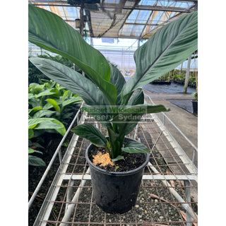 Spathiphyllum Sensation 200Mm Pots Default Type
