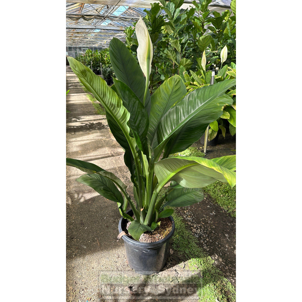 sensation indoor plant Spathiphyllum 'Sensation' XLarge 250mm / 300mm pot Indoor House Plant – BUDGET WHOLESALE NURSERY SYDNEY