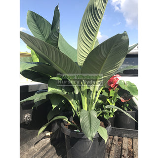 Spathiphyllum Sensation Xlarge 300Mm Pot Indoor House Plant Default Type