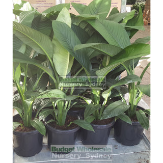 Spathiphyllum Sensation Xlarge 300Mm Pot Indoor House Plant Default Type