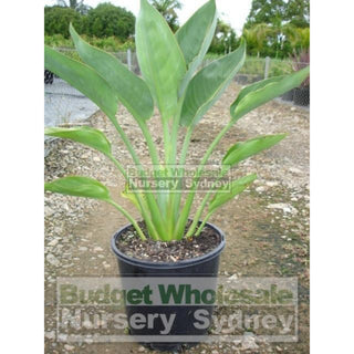 Strelitzia Reginae Dwarf Bird Of Paradise 200Mm Pot Default Type