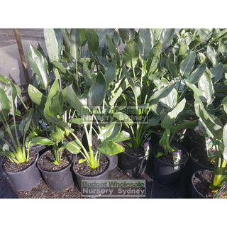 Strelitzia Reginae Dwarf Bird Of Paradise 200Mm Pot Default Type