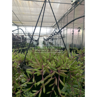 String Of Beans 140Mm Hanger Senecio Hanging Basket Default Type