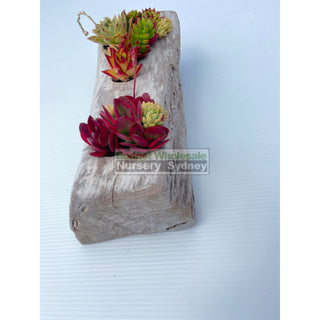 Succulent Log Large (Between 300Mm And 370Mm Long X Approx 150Mm)