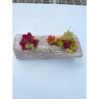 Succulent Log Large (Between 300Mm And 370Mm Long X Approx 150Mm)