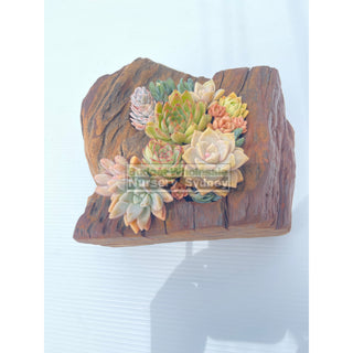 Succulent Log Small (Between 200Mm And 250Mm Long X Approx 150Mm)