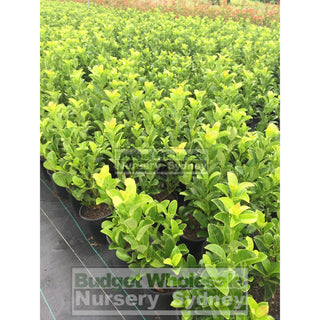 Sweet Viburnum 200Mm Pot Odoratissimum Plants