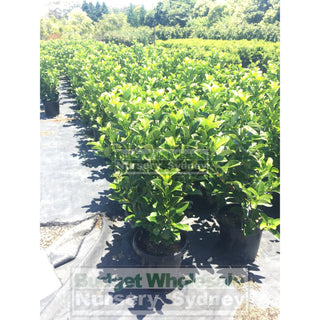 Sweet Viburnum Large 300Mm Pot Odoratissimum Plants