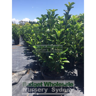 Sweet Viburnum Large 300Mm Pot Odoratissimum Plants