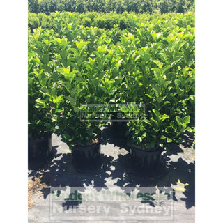 Sweet Viburnum Large 300Mm Pot Odoratissimum Plants