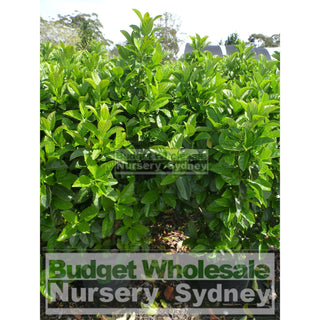 Sweet Viburnum Xxlarge 400Mm/45Lt Bags Pot Odoratissimum Plants